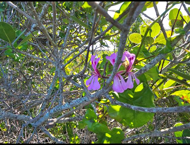2,779M² VACANT LAND FOR SALE IN SPRINGERBAAI ECO ESTATE